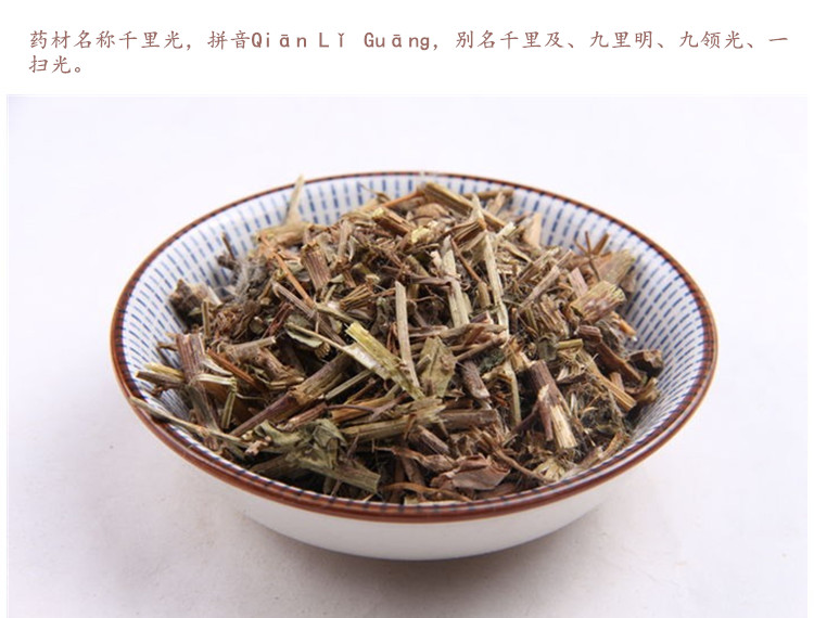 千里光3.jpg