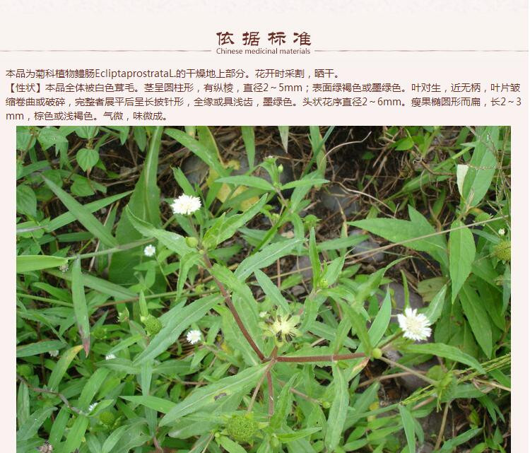 墨旱莲5.jpg