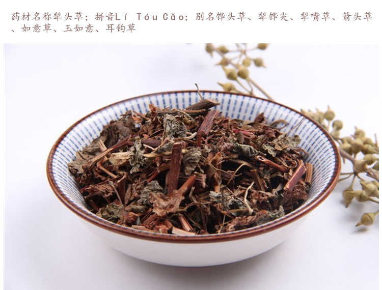 犁头草3.jpg