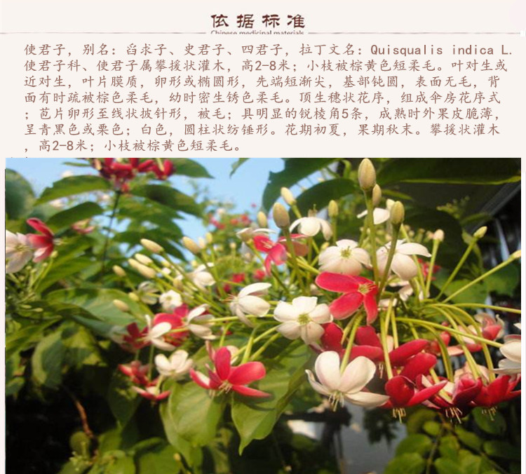 使君9.jpg