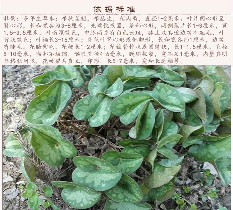 杜衡9.jpg