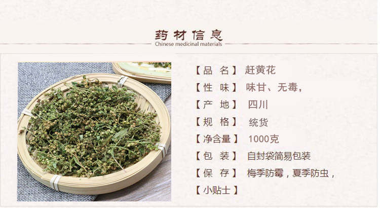 赶黄花1.jpg
