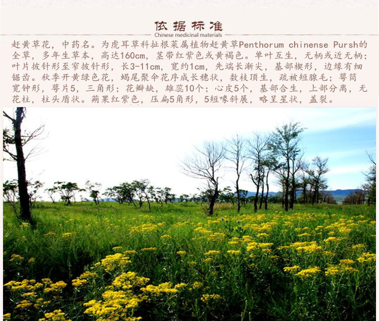 赶黄花5.jpg