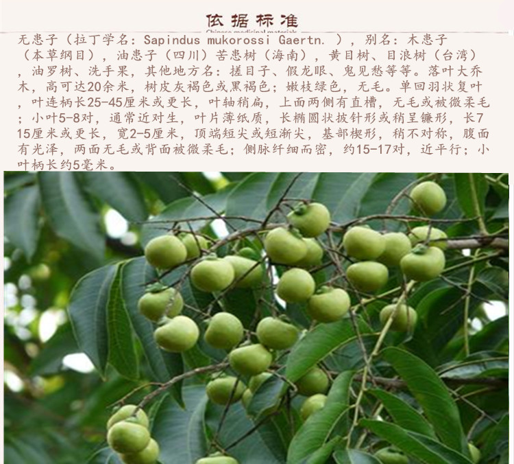 无患子皮9.jpg