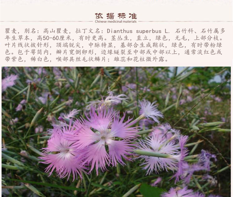 瞿麦2.jpg