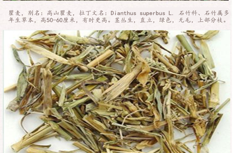 瞿麦3.jpg