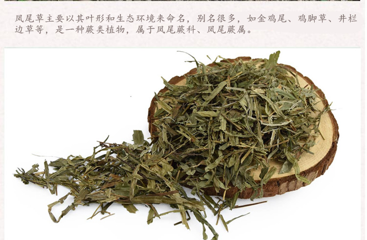 凤尾草3.jpg