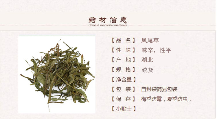 凤尾草1.jpg
