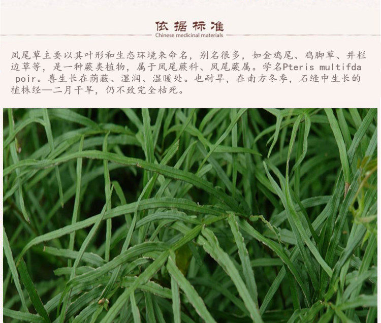 凤尾草5.jpg