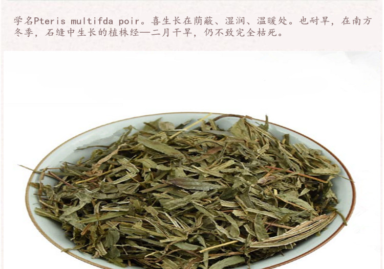 凤尾草4.jpg
