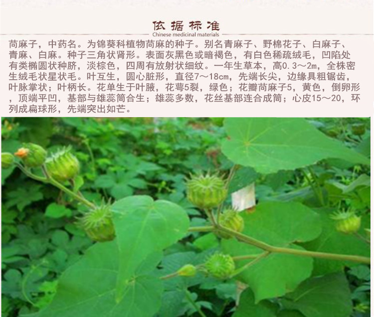 苘麻子6.jpg