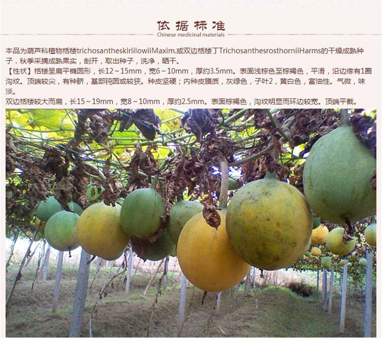 瓜蒌仁6.jpg