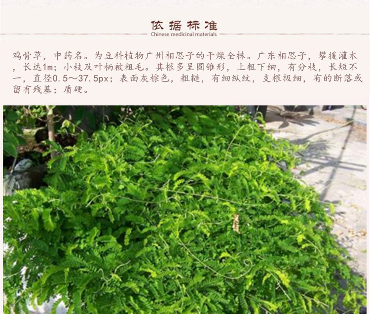 鸡骨草1.jpg