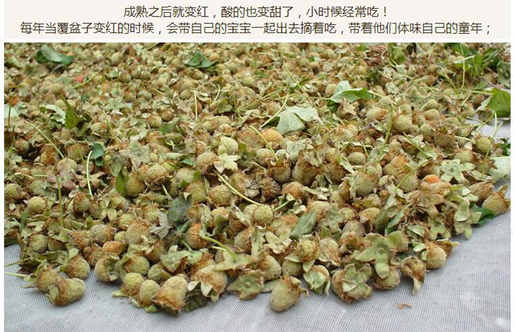 浙覆盆子统货3.jpg