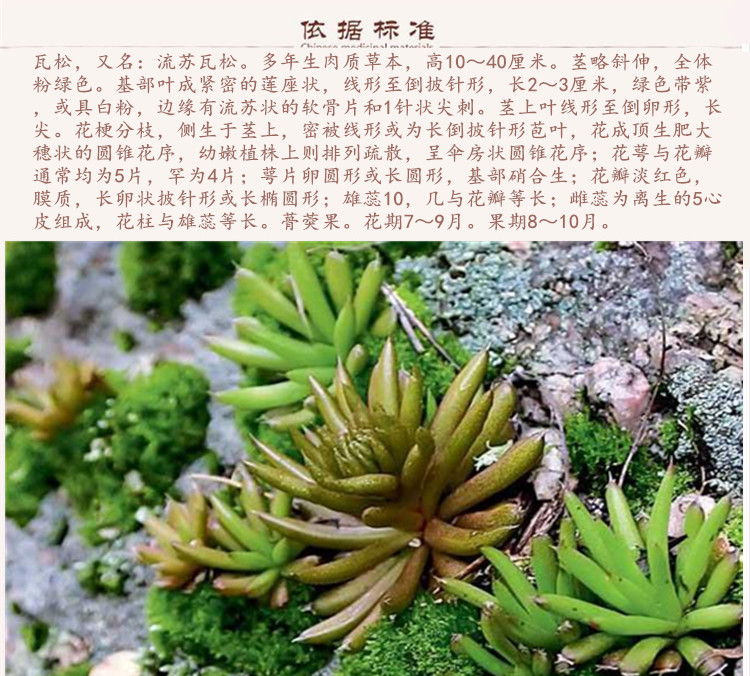 瓦松9.jpg