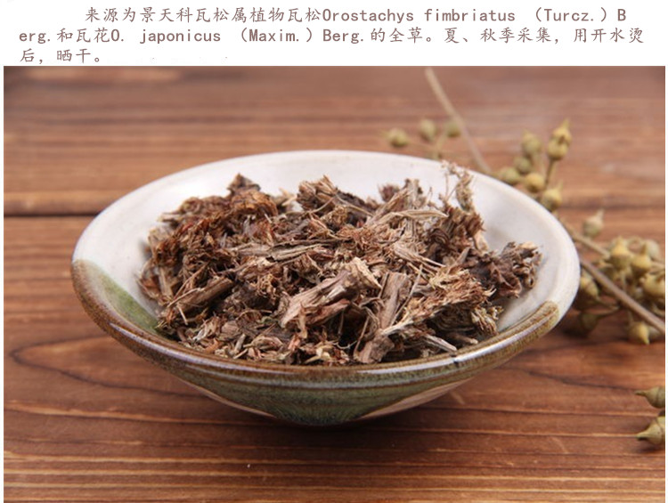 瓦松4.jpg