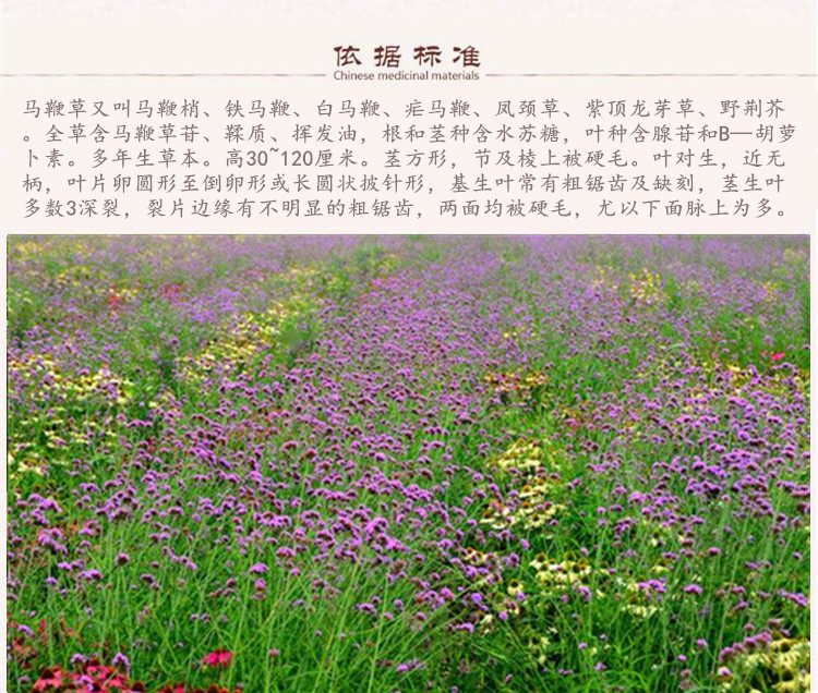 马鞭草2.jpg