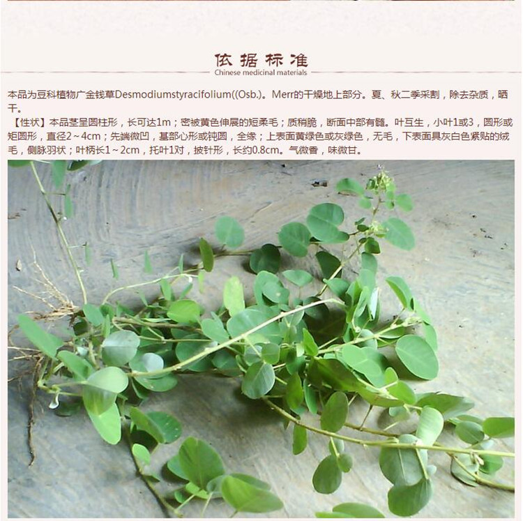 金钱草5.jpg