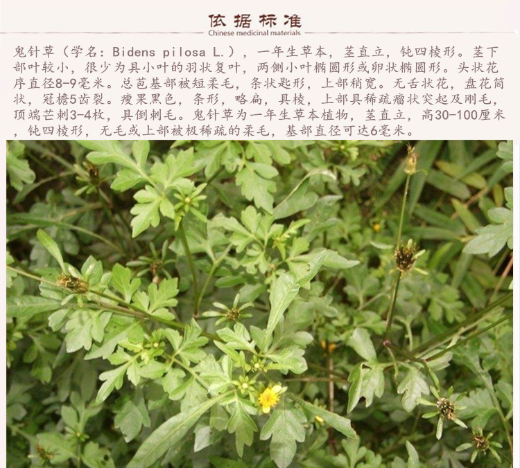 鬼针草6.jpg