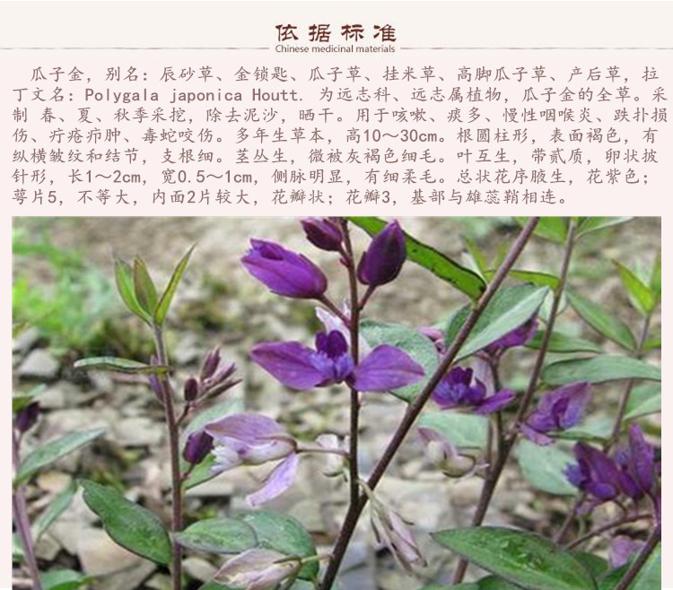 小远志7.jpg