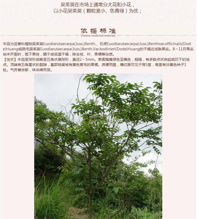 吴茱萸7.jpg