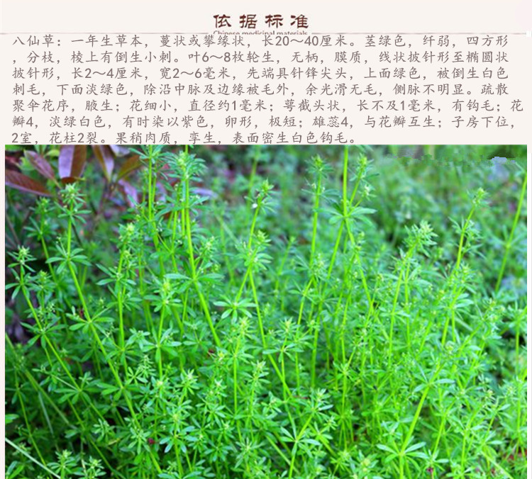 八仙草9.jpg