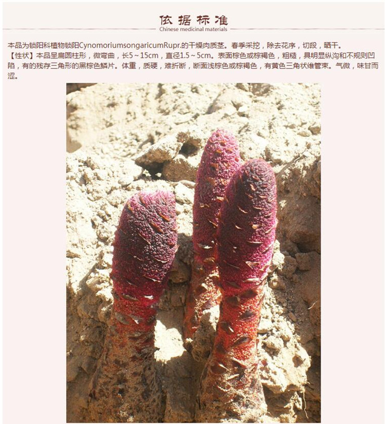 锁阳选片6.jpg