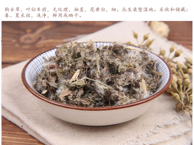狗舌草5.jpg