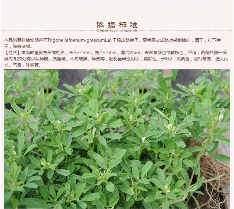 葫芦巴6.jpg