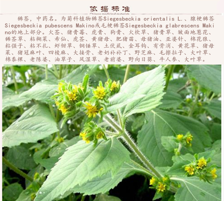 豨莶草9.jpg