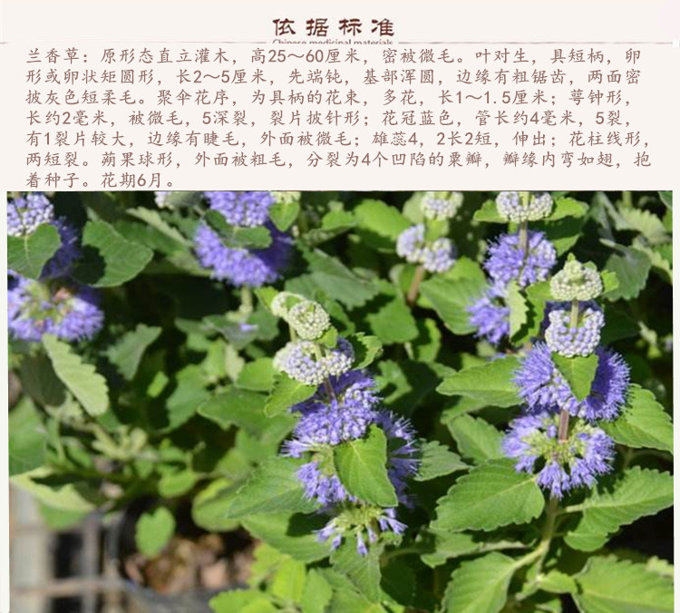 兰香草9.jpg
