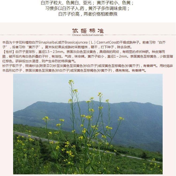 白芥子6.jpg