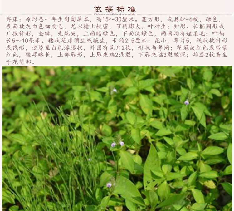 爵床9.jpg