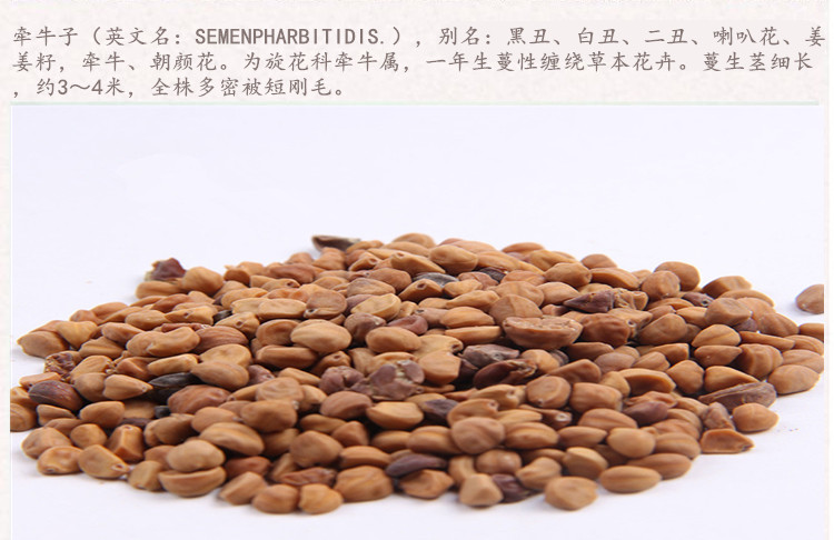 牵牛子白3.jpg