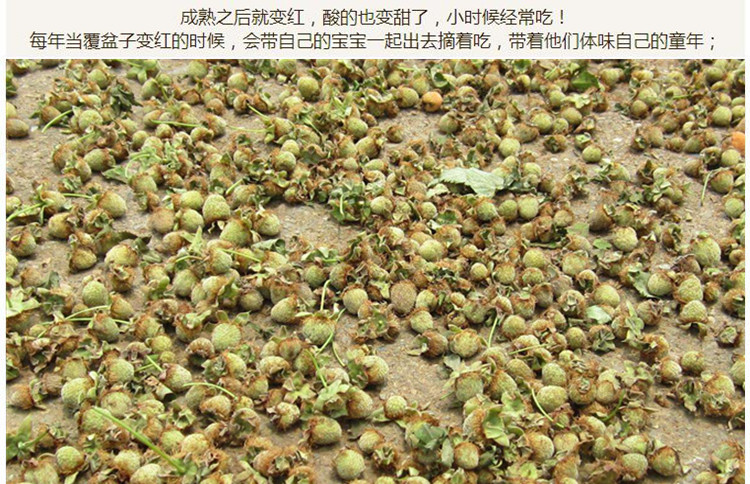 四川统货覆盆子3.jpg