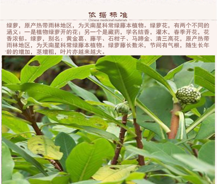 绿萝花5_副本 (1).jpg