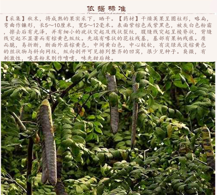 大皂角2.jpg