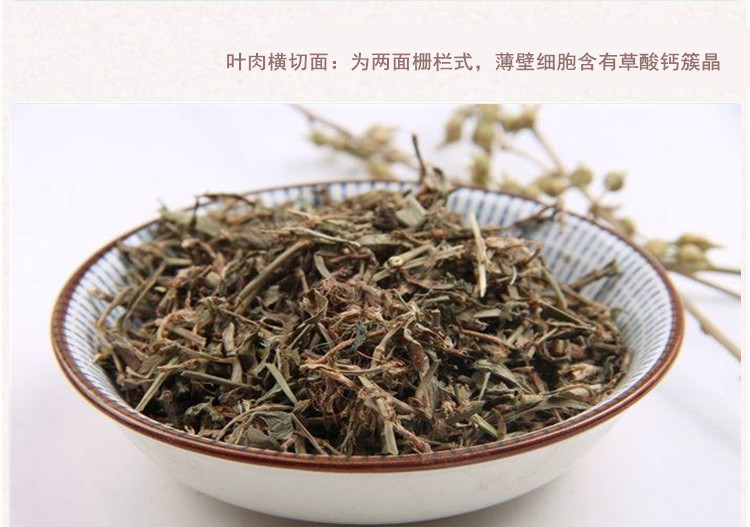 萹蓄4.jpg