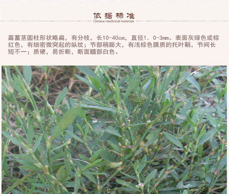 萹蓄5.jpg