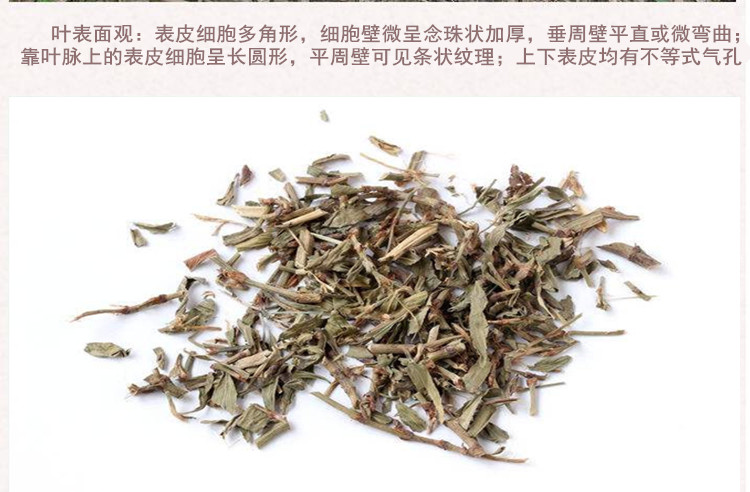 萹蓄3.jpg