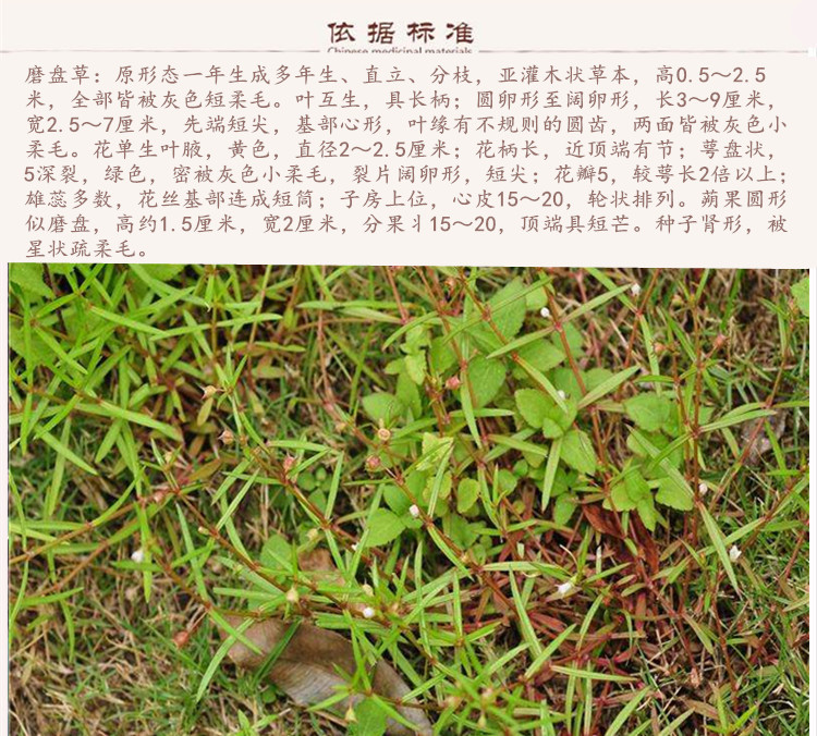 磨盘草9.jpg