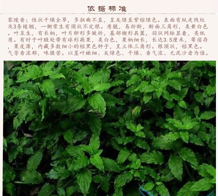 零陵香9.jpg