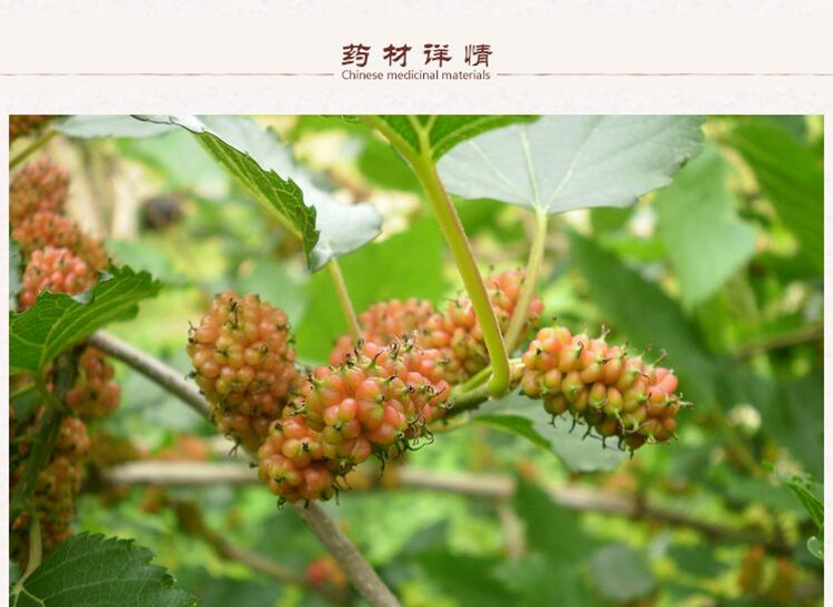 桑葚子2.jpg