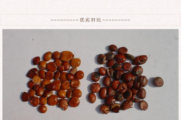 炒酸枣仁8.jpg