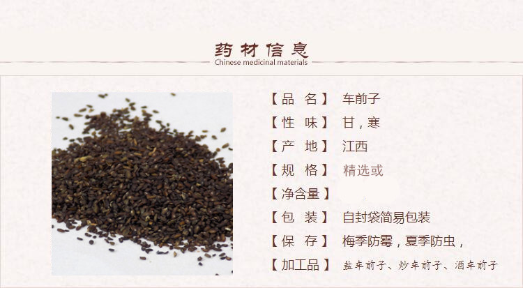 车前子1_副本.jpg