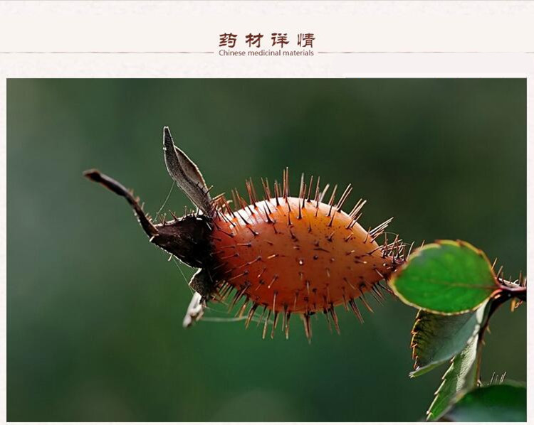 金樱子2.jpg
