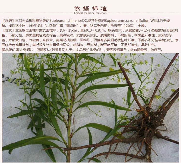 柴胡7.jpg