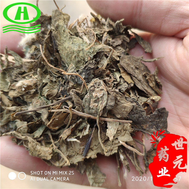 枸杞叶10高12东云康~09_副本.jpg