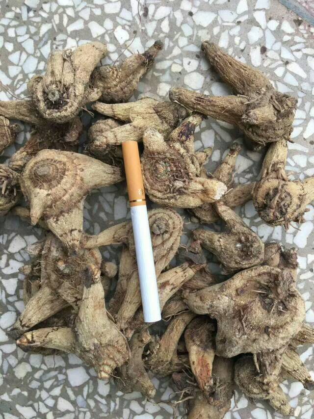 白芨.jpg