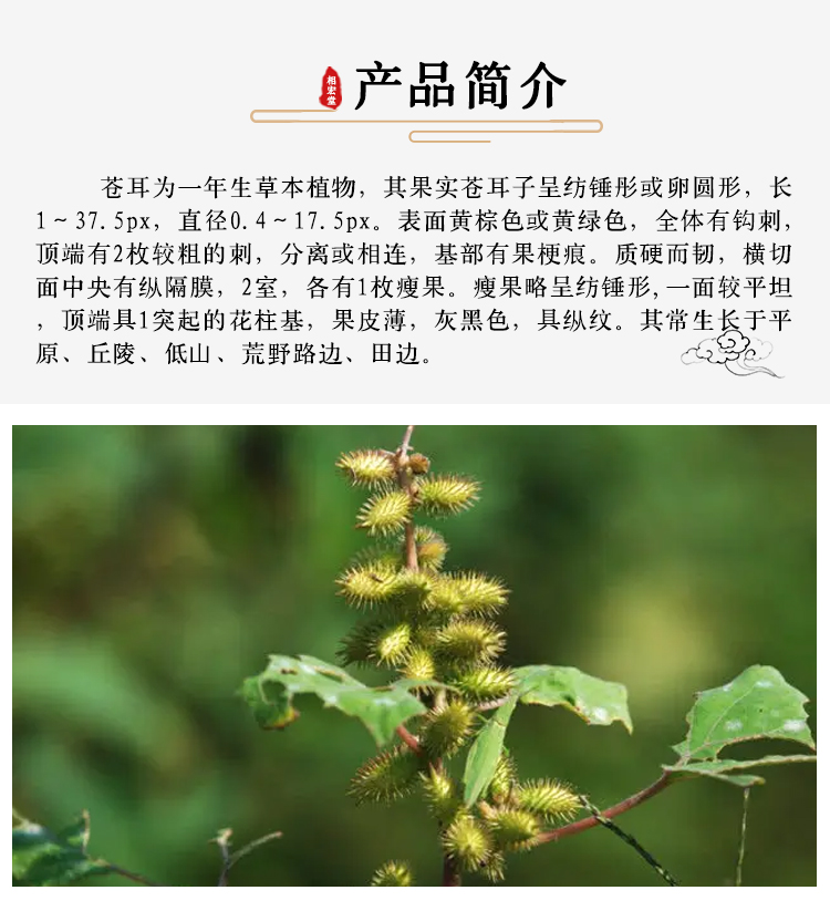 苍耳子7.jpg